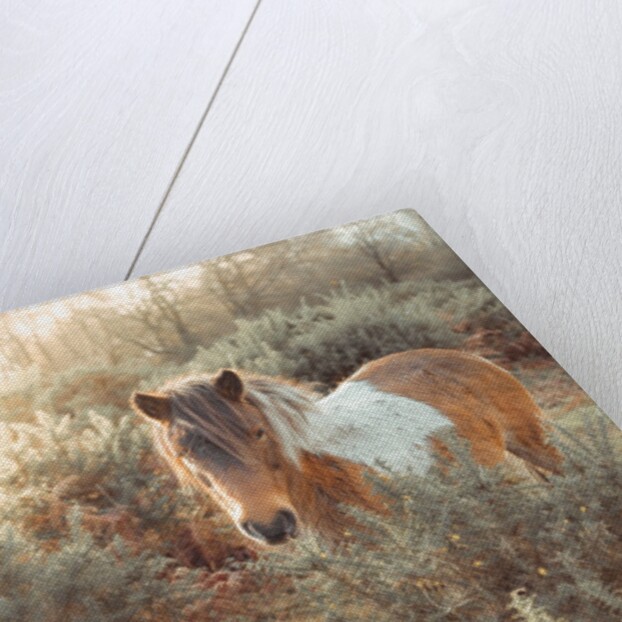 Horse in forest by Assaf Frank